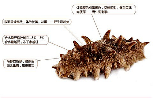 煙臺(tái)海參批發(fā)告訴你，這幾種海參要不得